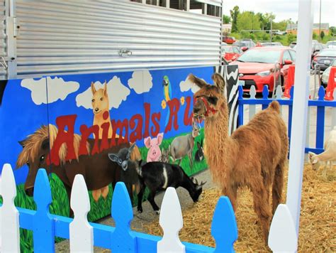 Mobile petting zoo near me - Alberta Petting Zoo is located on an an 80 acre farm near Redwater AB, where the animals have their own spacious paddocks to run and play in when they are not visiting events. We strive to keep their lives enriched and fun, and their …
